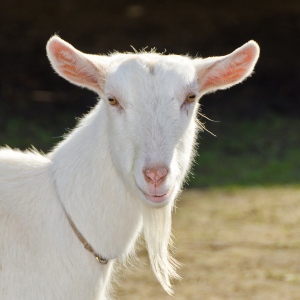 bigstock-Goat-on-the-farm--26751587