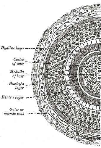 FIG. 945– Transverse section of hair follicle. http://www.bartleby.com/107/234.html
