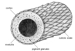 Generic diagram of hair cuticle. There are actually many different types of hair cuticle designs, which are usually specific to the animal. Science!